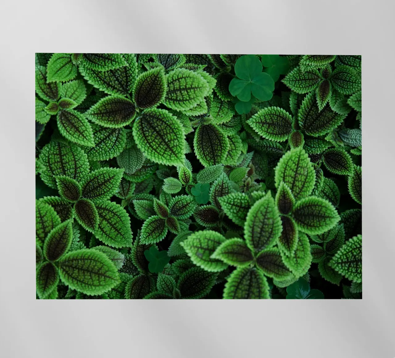 Green nature wallpaper backlit film by Musadad Shop