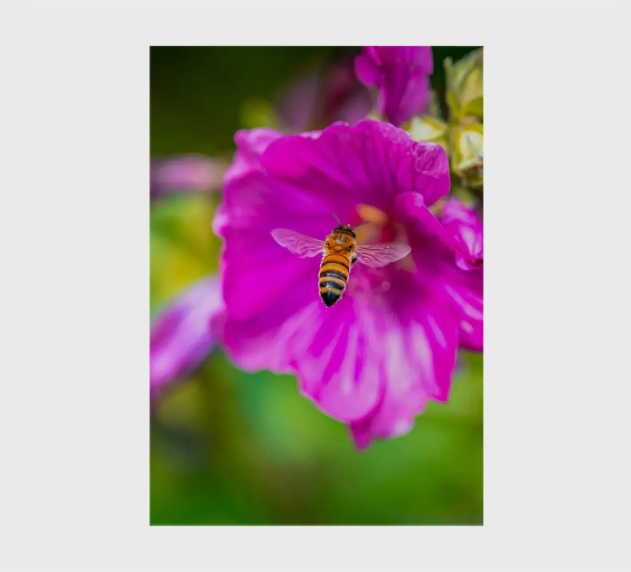 L'ape atterra su un fiore diario da Marcus Beckert | Fotografie