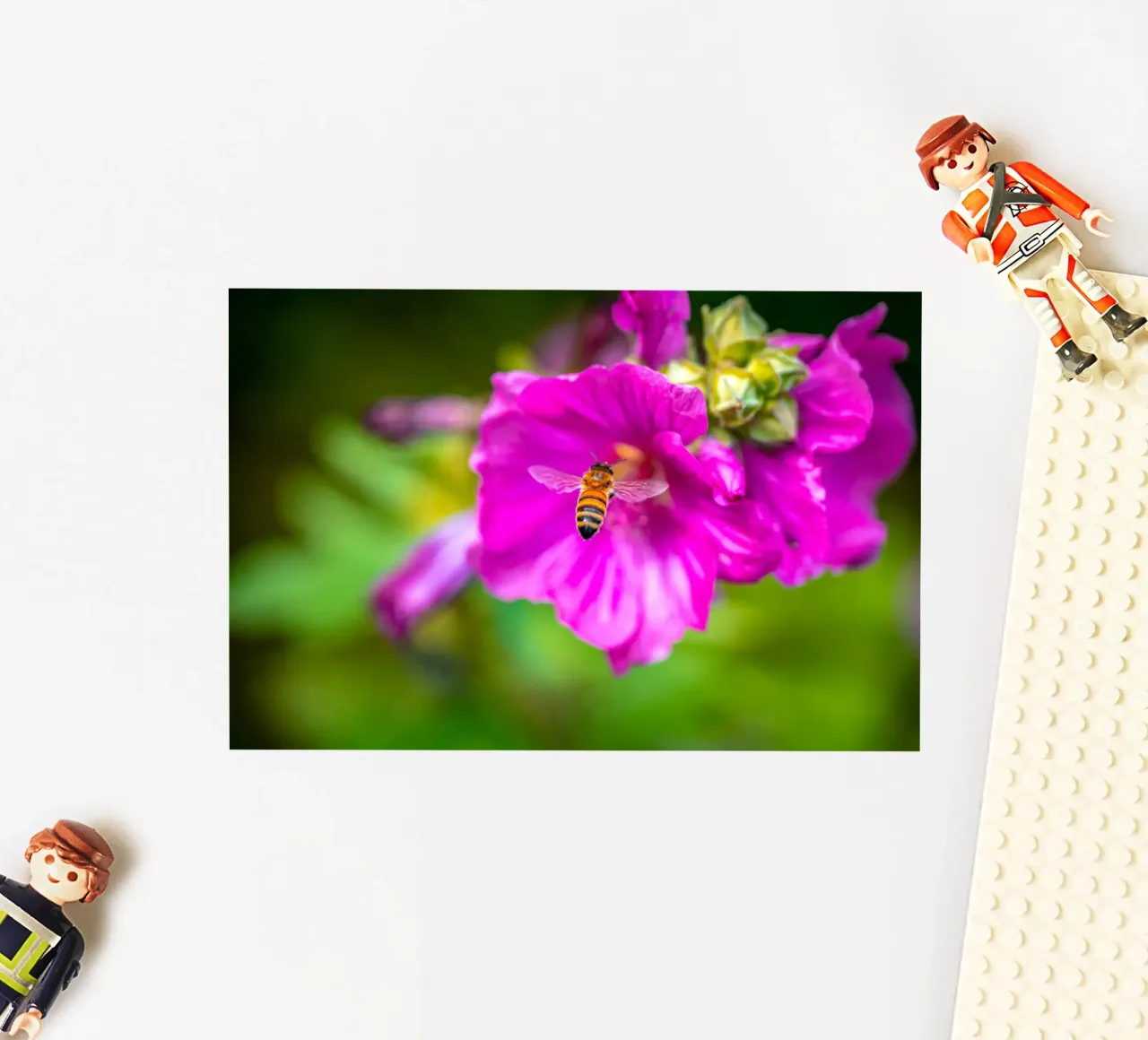 L'ape atterra su un fiore adesivo da Marcus Beckert | Fotografie