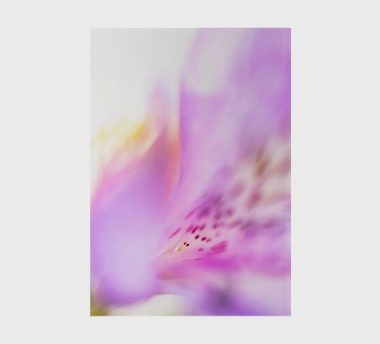 Studi sulla flora #16 diario da rafael campezato
