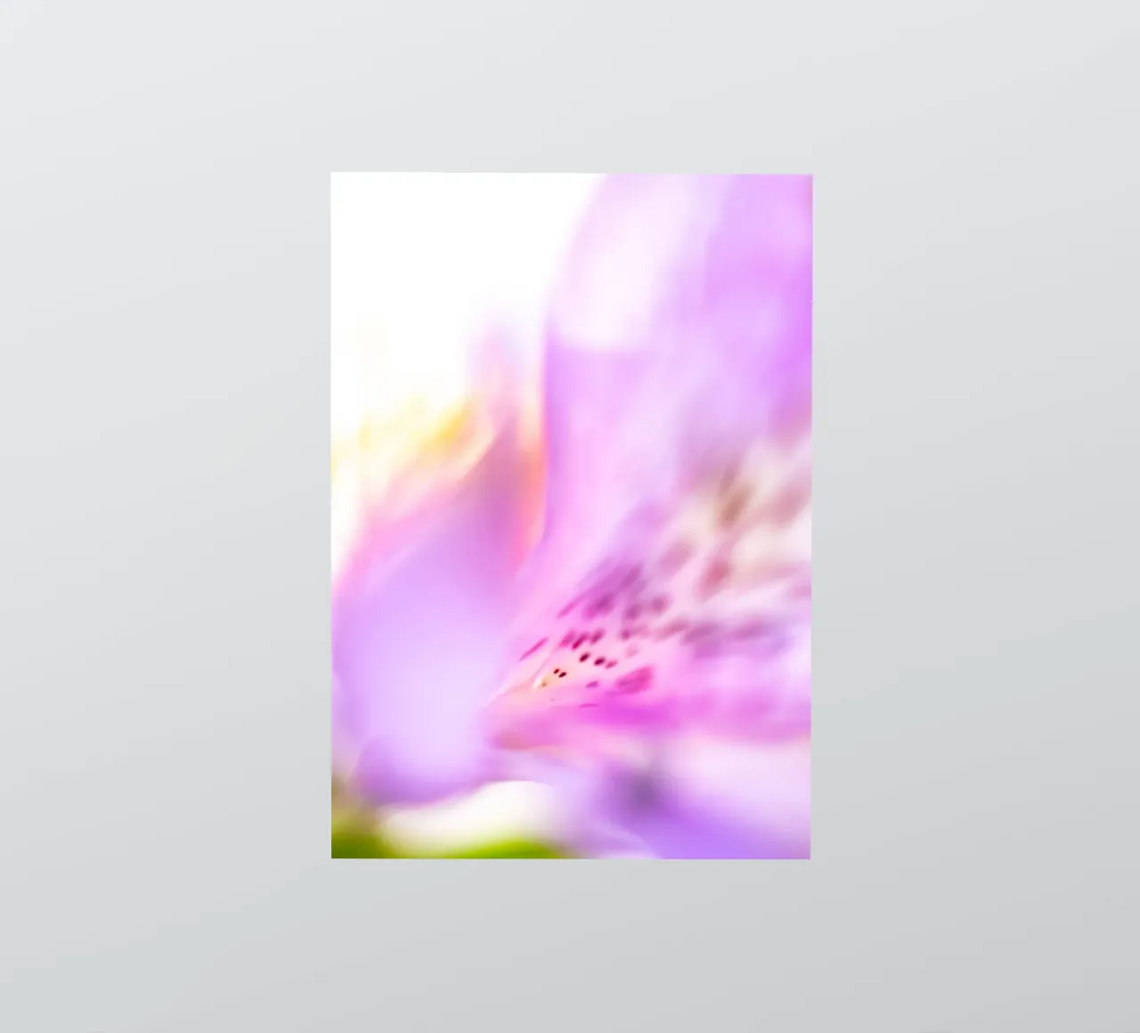 Studi sulla flora #16 adesivo da rafael campezato