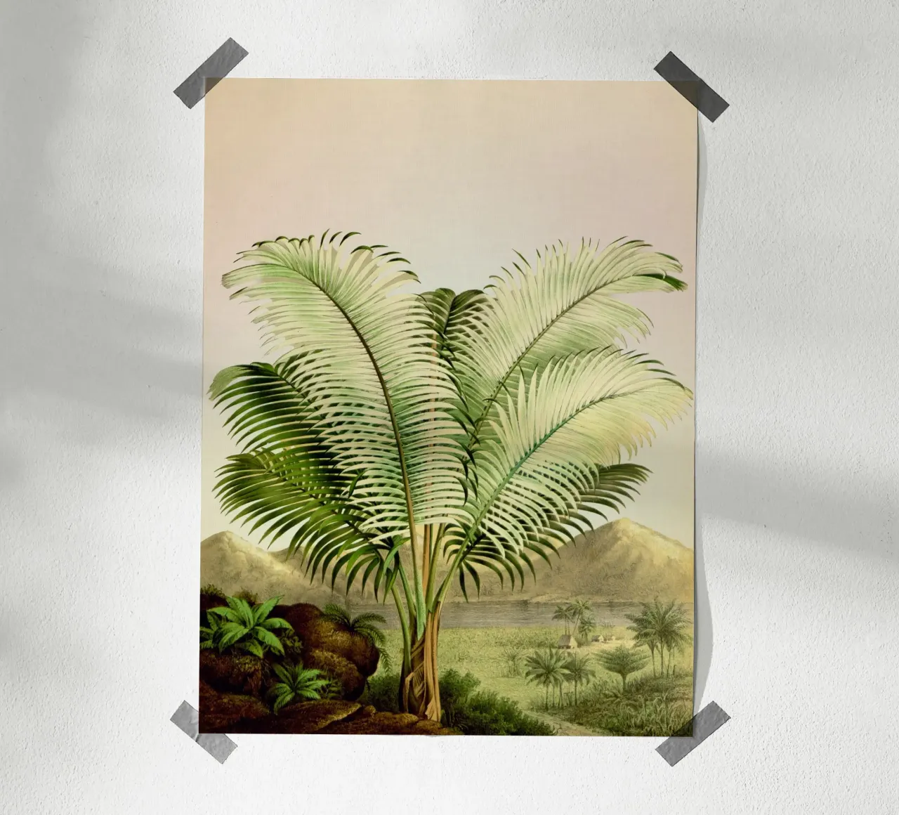 Bermuda Poster von vintagebotanics