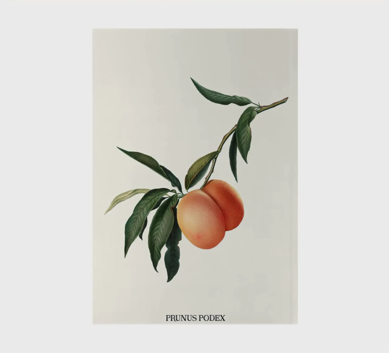 Peachy - Jonas Loose diario da shaw post