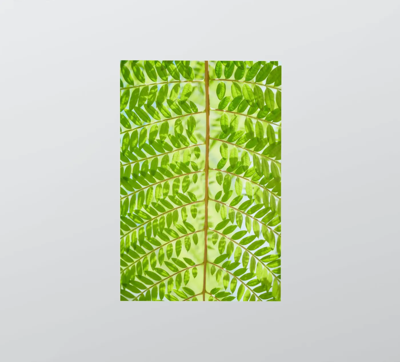 fern leaf sticker by Earthly Visions