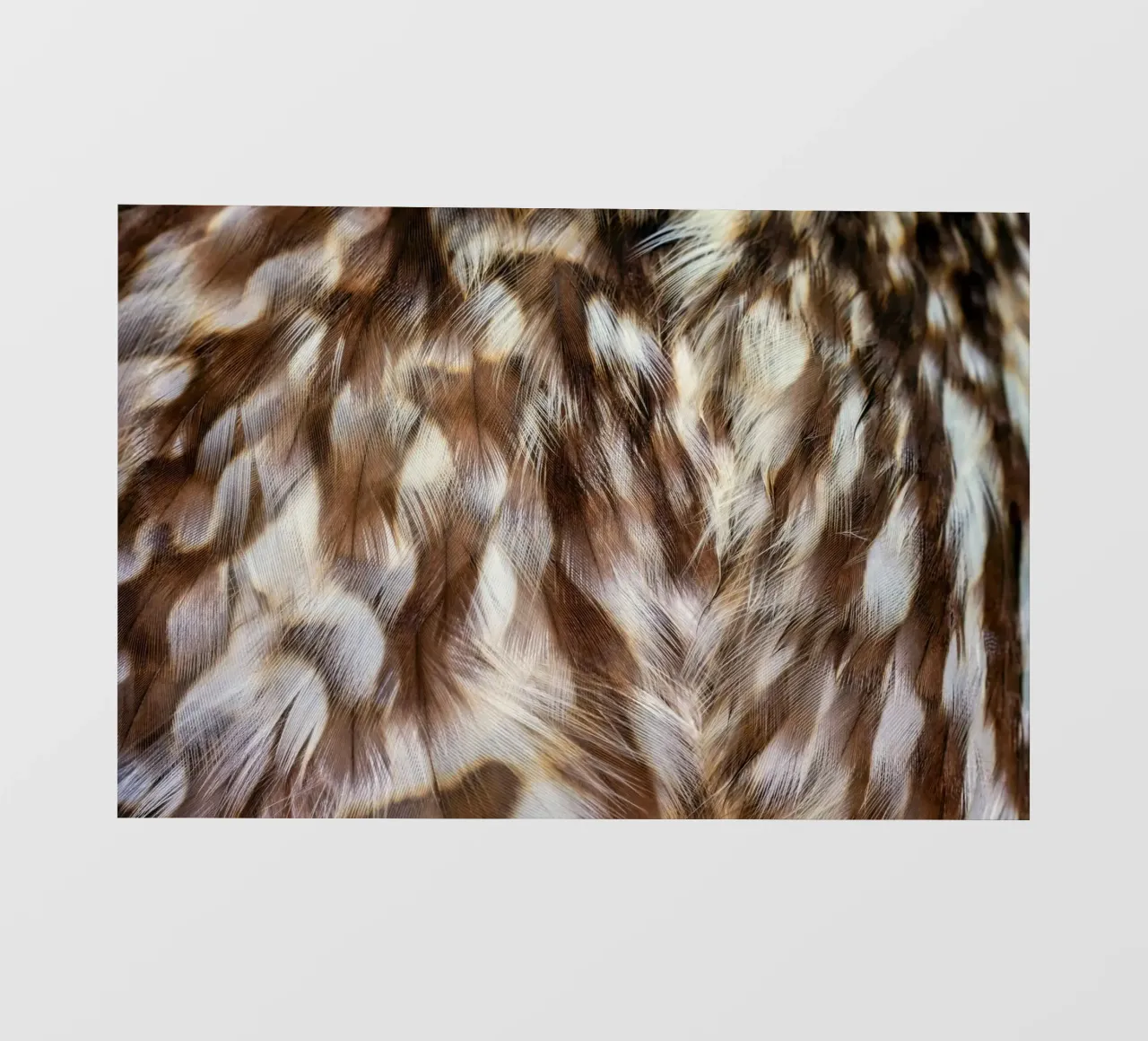 piume marrone pellicola backlit da Earthly Visions