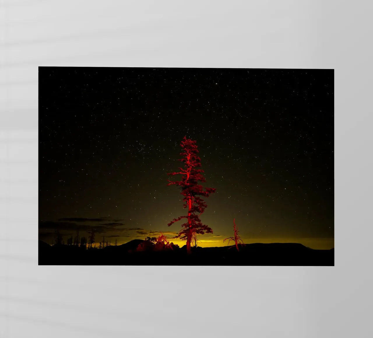 tree night sky backlit film by Earthly Visions