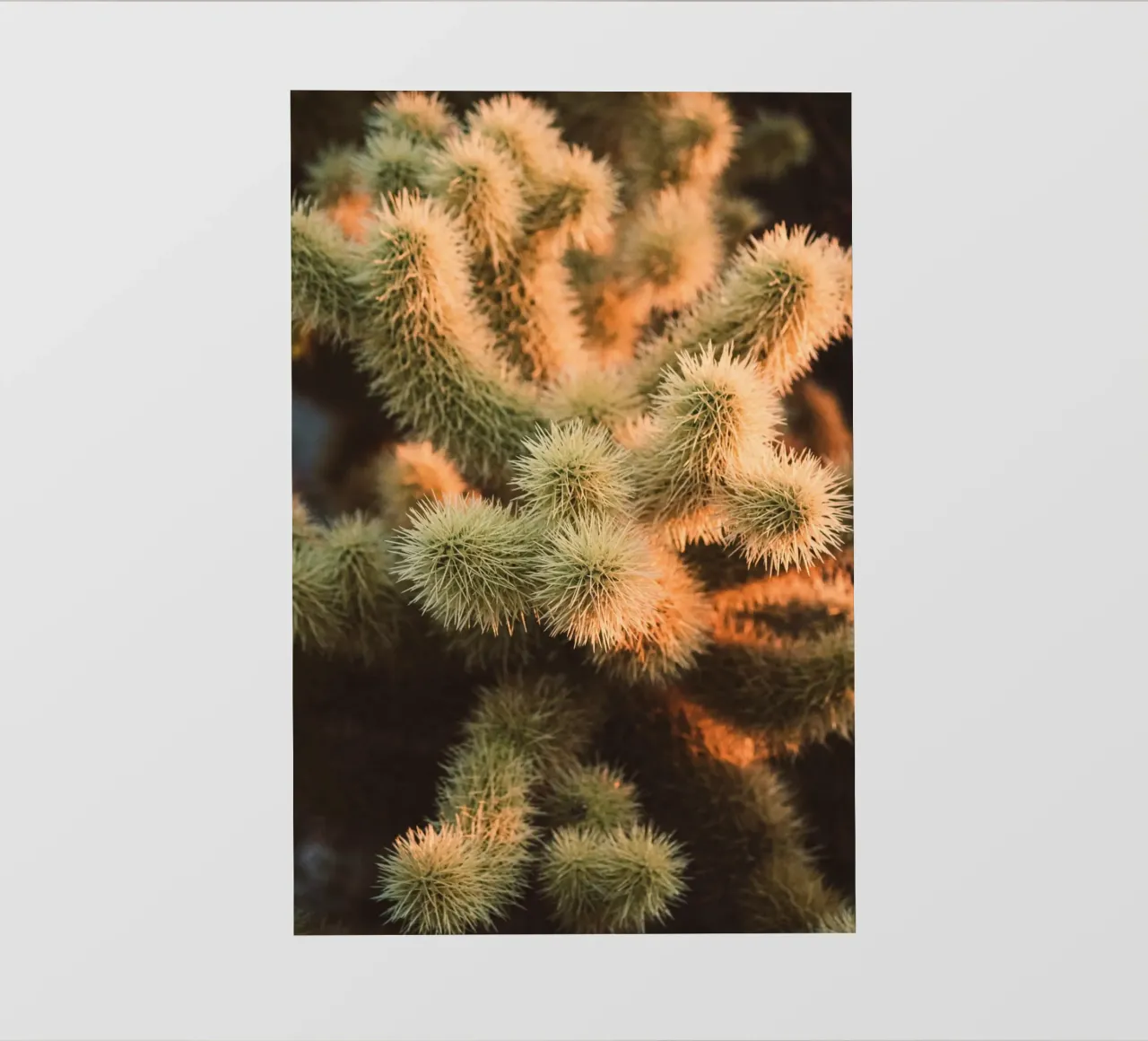 cactus desert backlit film by Earthly Visions