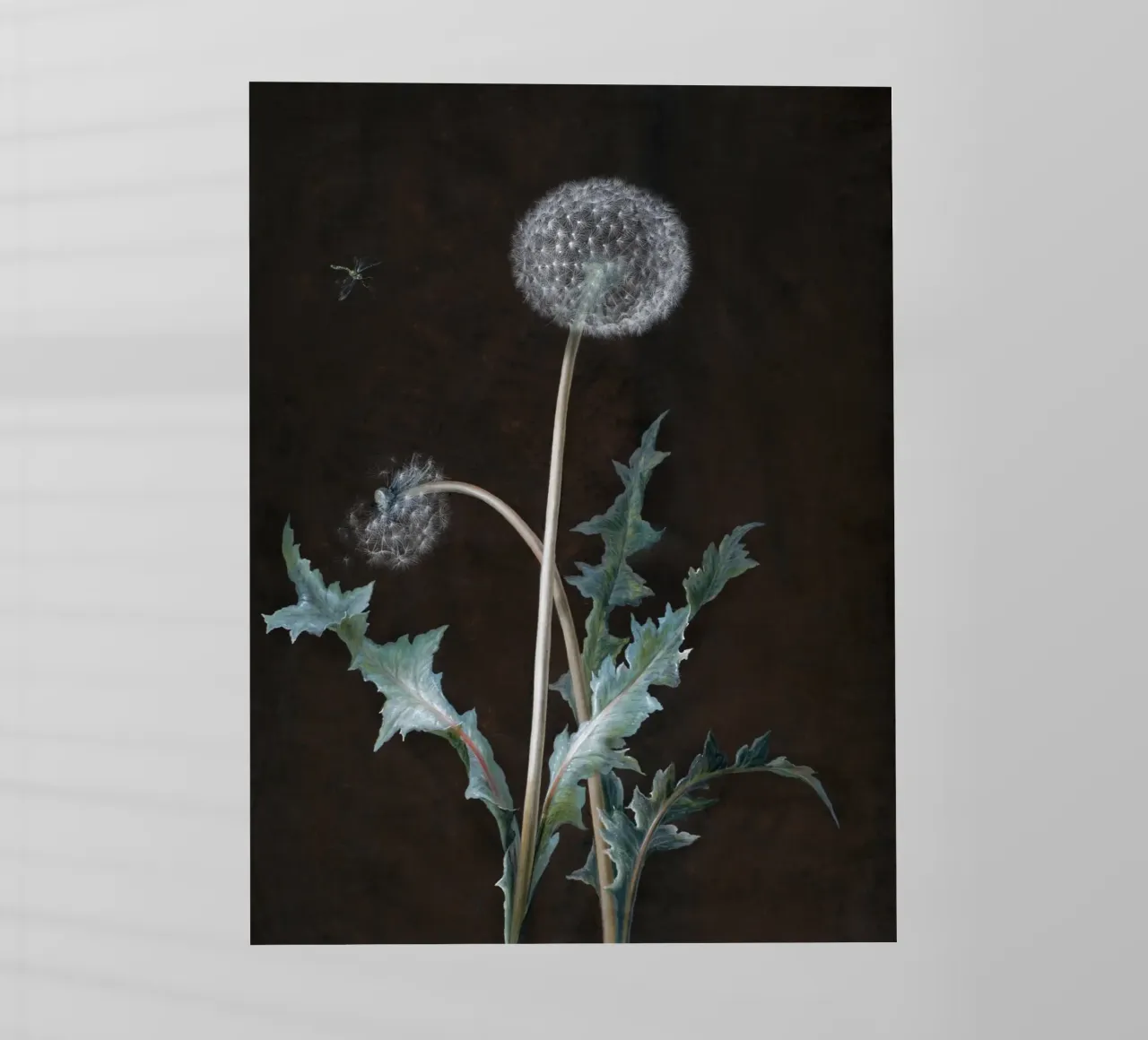 Dandelion (1755) pellicola backlit da vintageshop