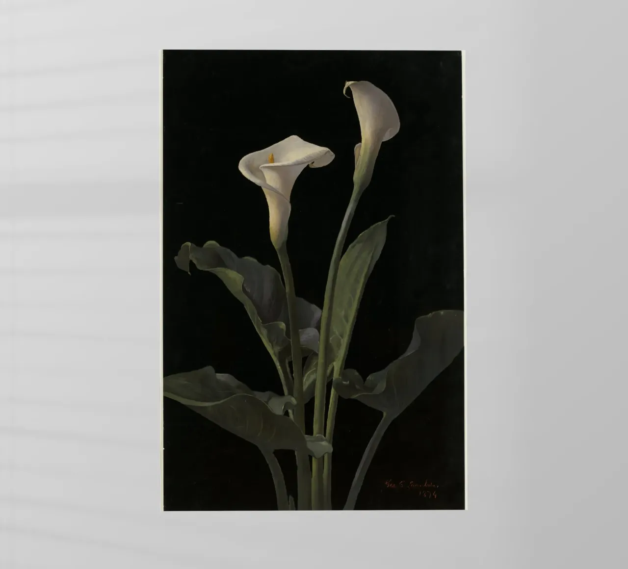 Calla lilies pellicola backlit da vintageshop