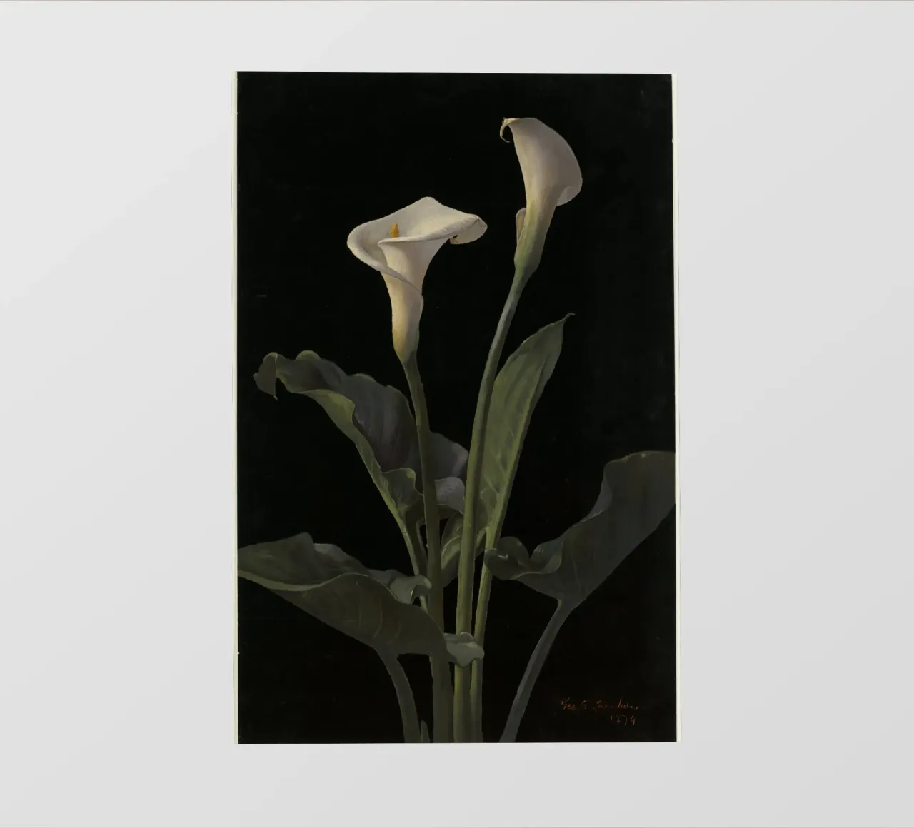 Calla lilies pellicola backlit da vintageshop