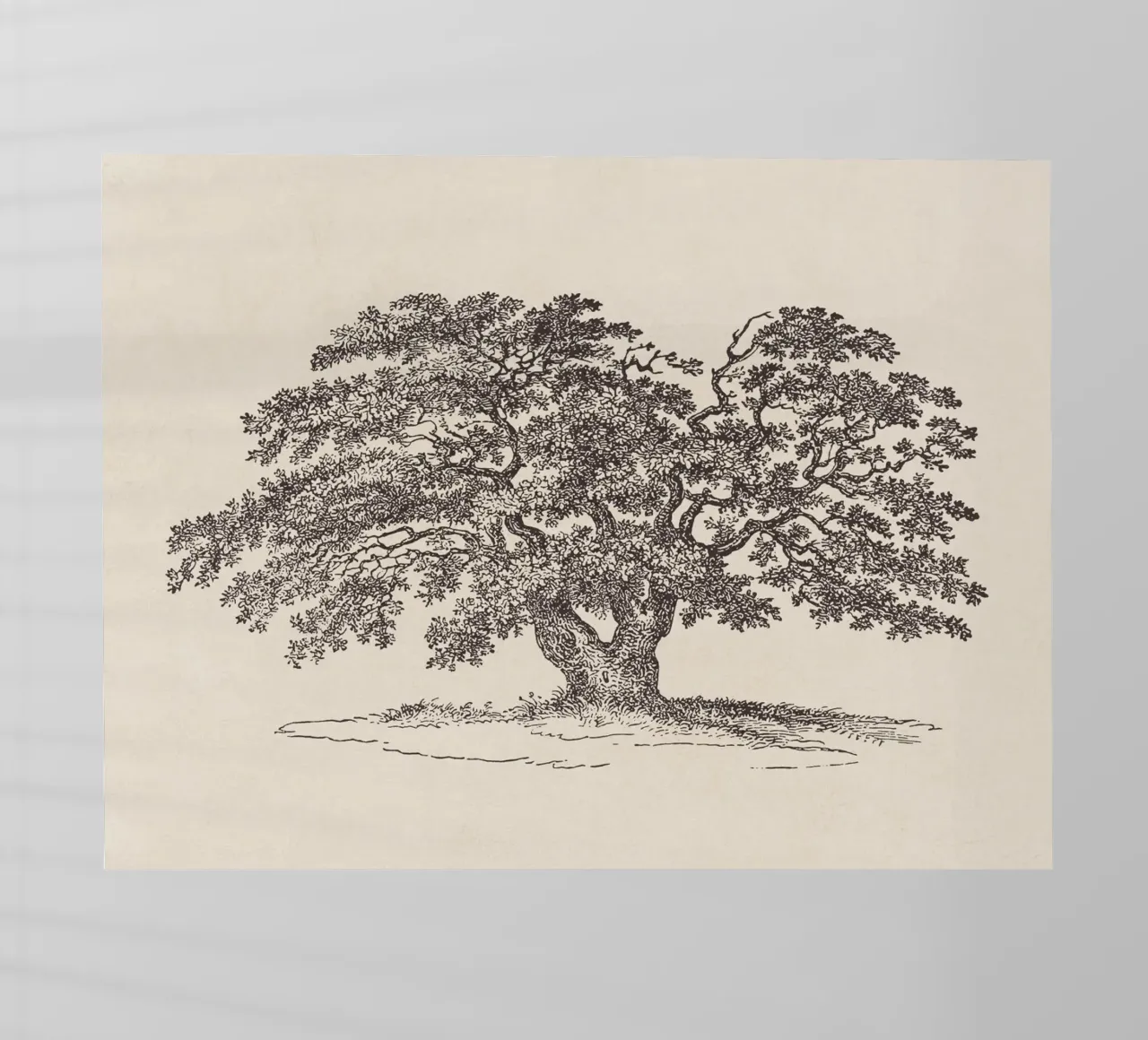 Oak Tree Sketch no. 1 pellicola backlit da apoloprints