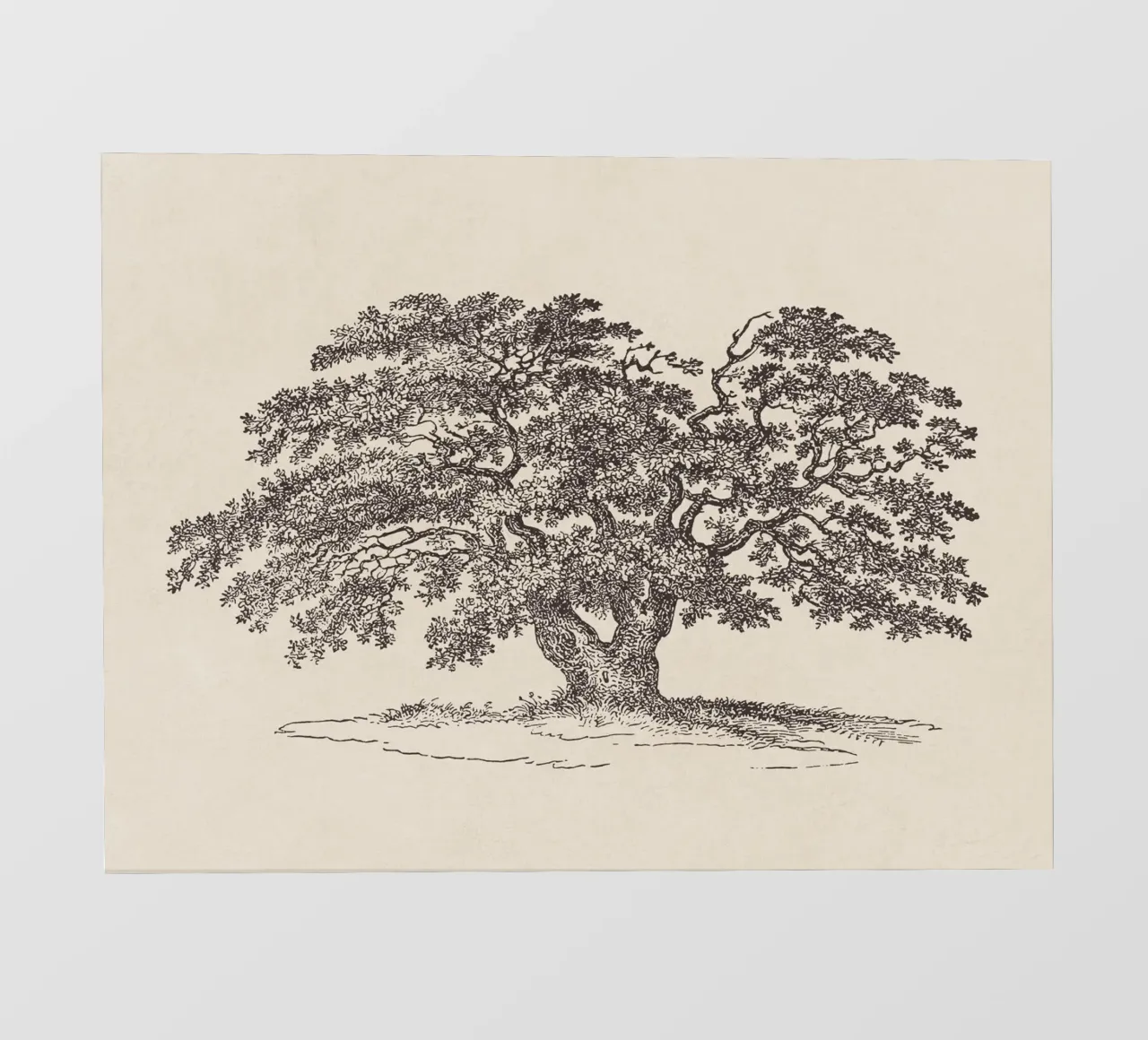 Oak Tree Sketch no. 1 telo in pvc da apoloprints