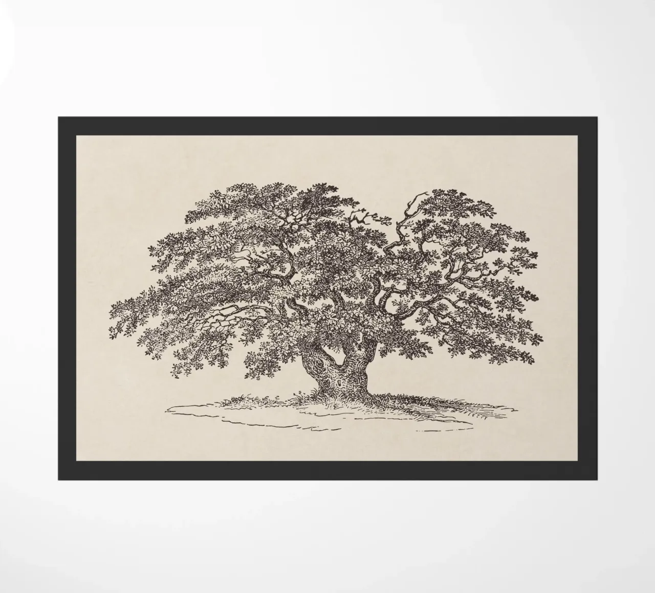 Oak Tree Sketch no. 1 zerbino da apoloprints
