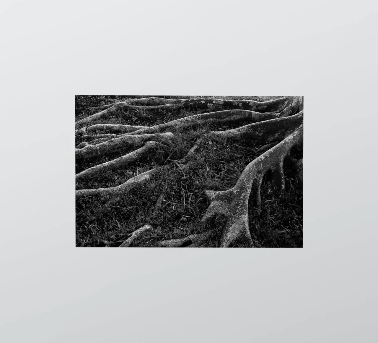 Roots I sticker by Tal Paz-Fridman