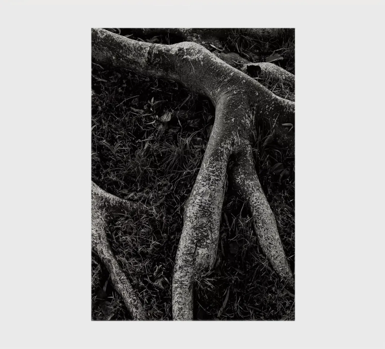 Roots II notebook by Tal Paz-Fridman