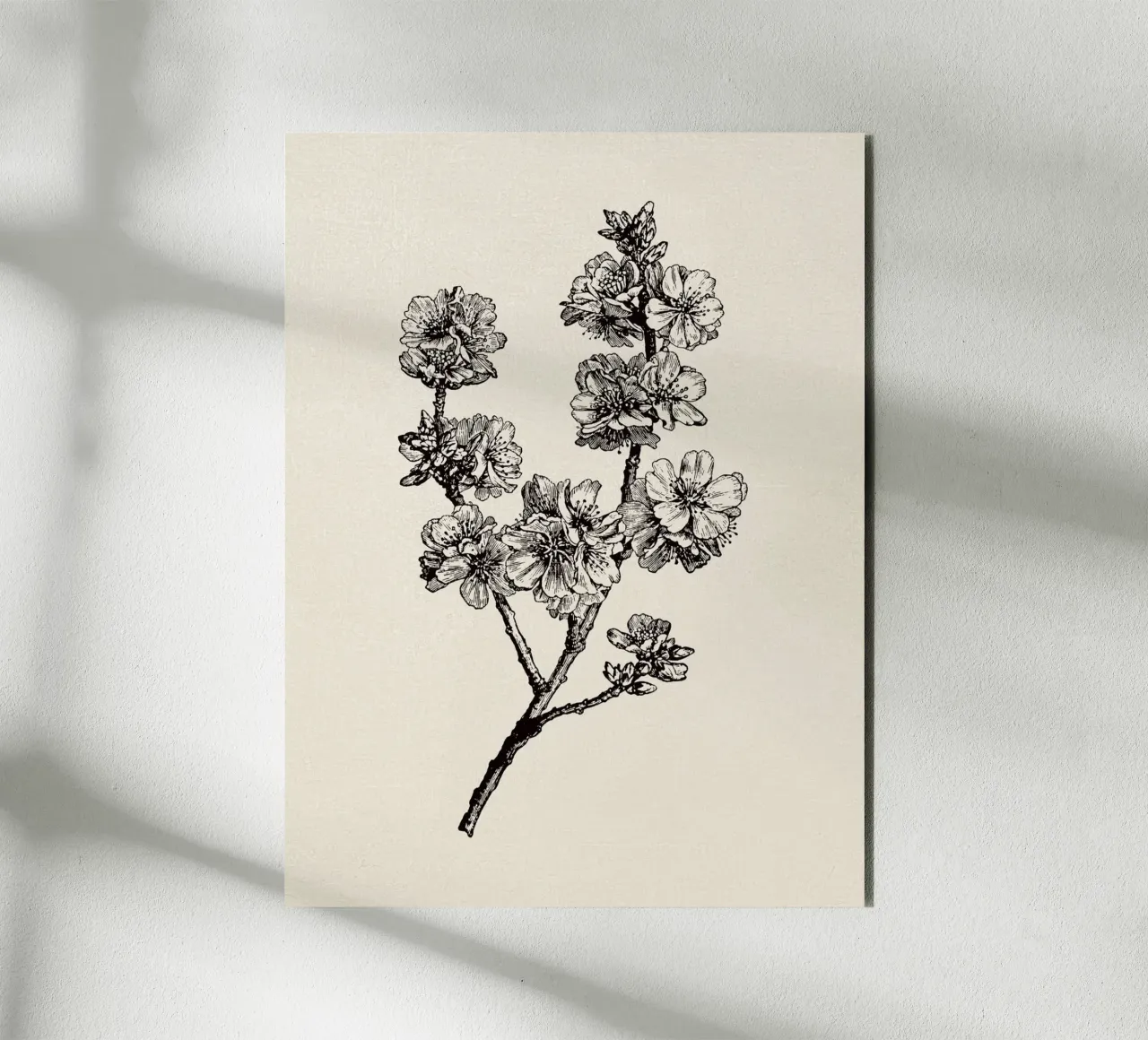 Apple Blossom Sketch no. 1 alluminio dibond da apoloprints