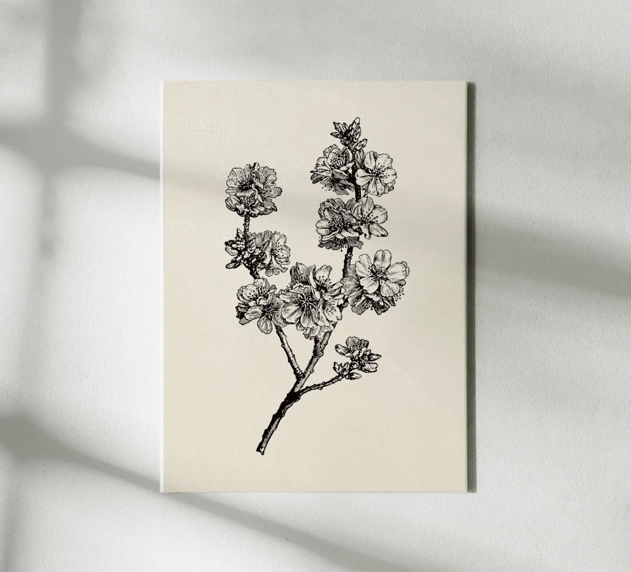 Apple Blossom Sketch no. 1 canvas met Baklijst van apoloprints