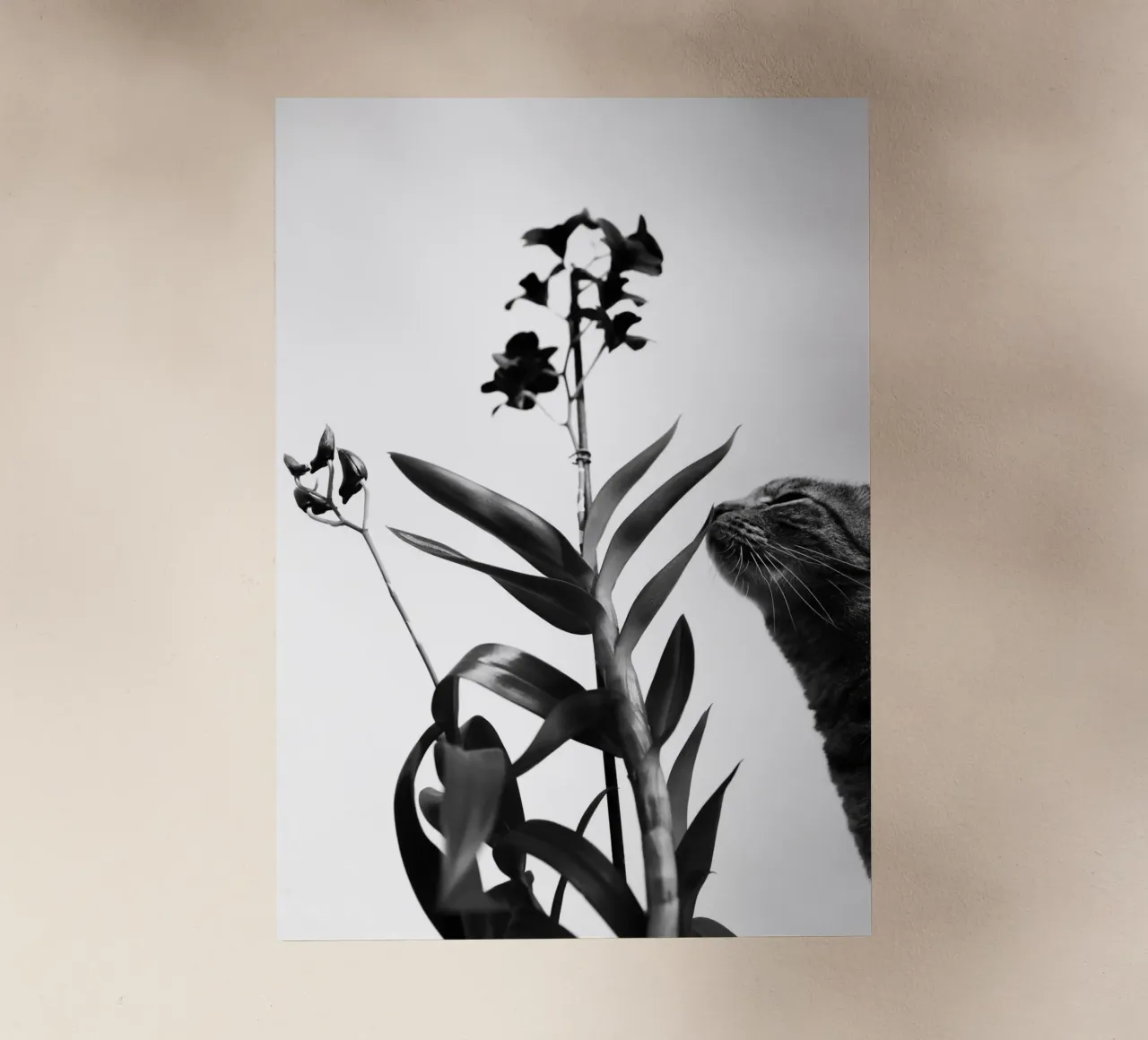 Sensitive pellicola backlit da rafael campezato