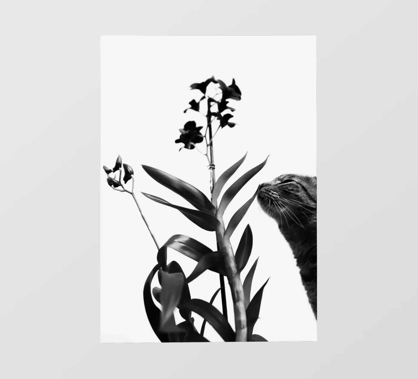 Sensitive backlit film by rafael campezato