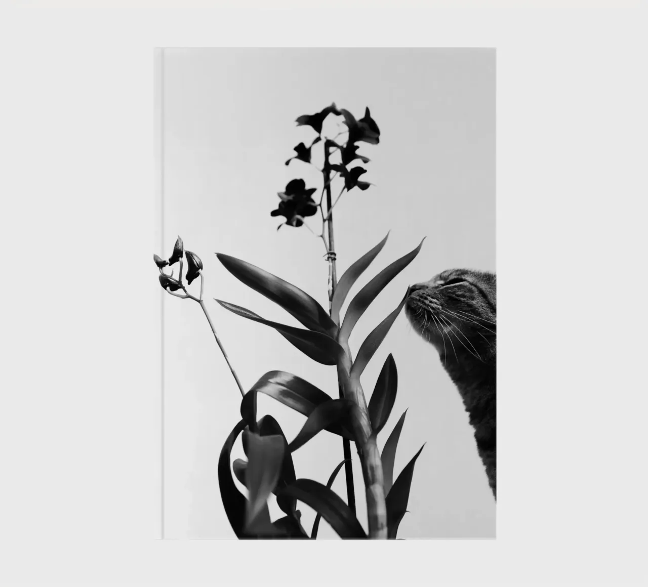 Sensitive notebook by rafael campezato