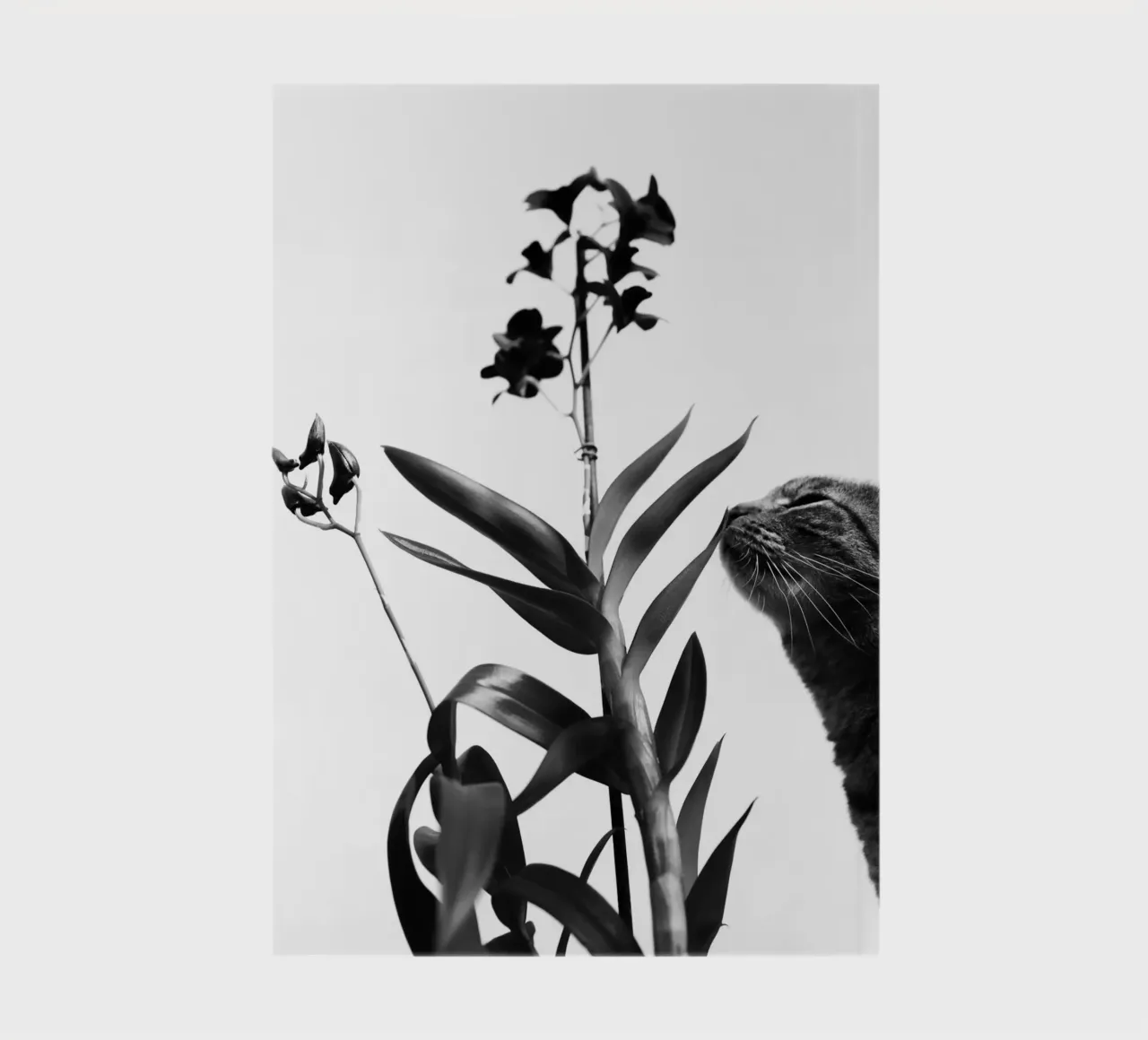 Sensitive notebook by rafael campezato