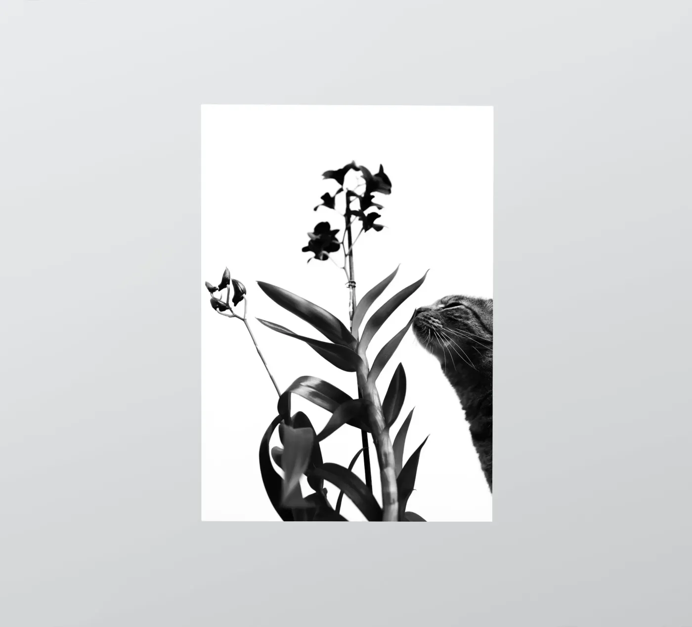 Sensitive sticker by rafael campezato