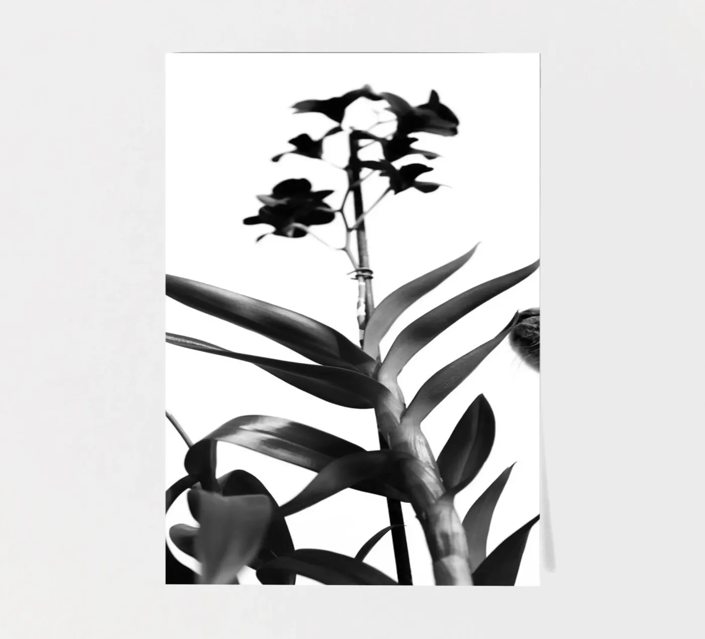 Sensitive planche autocollant de rafael campezato