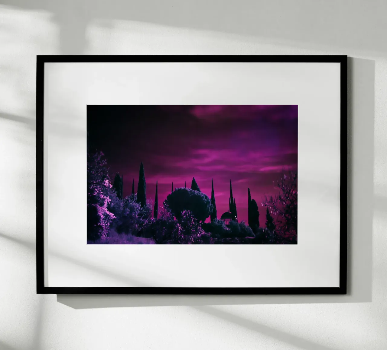 cipressi cielo viola poster con telaio in alluminio da Earthly Visions