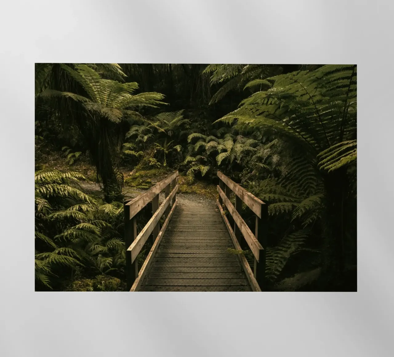 foresta a ponte pellicola backlit da Earthly Visions