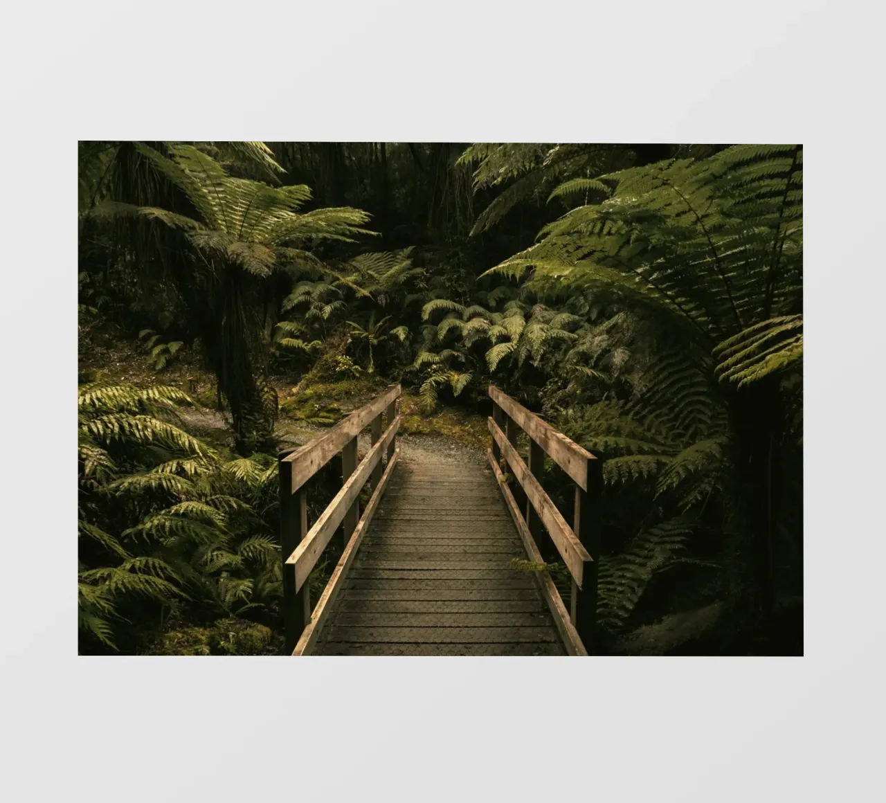 foresta a ponte pellicola backlit da Earthly Visions