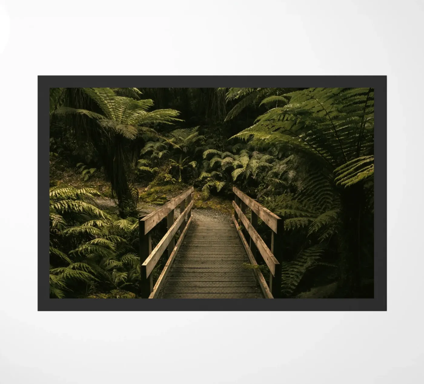 foresta a ponte zerbino da Earthly Visions