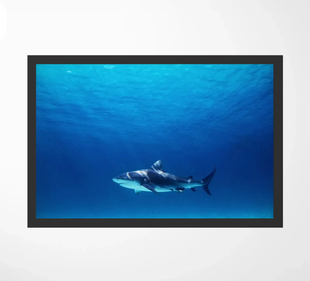 Predatore oceanico zerbino da Nature's Palette