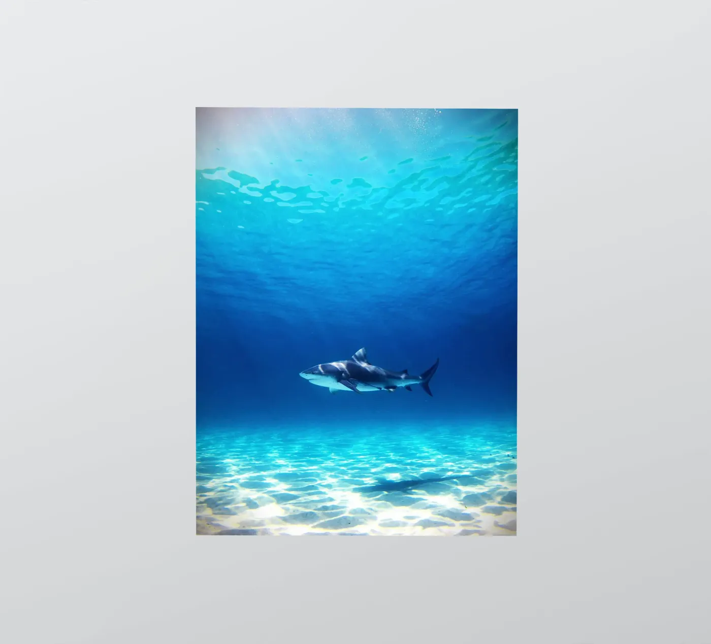 Ocean Predator sticker by Nature's Palette