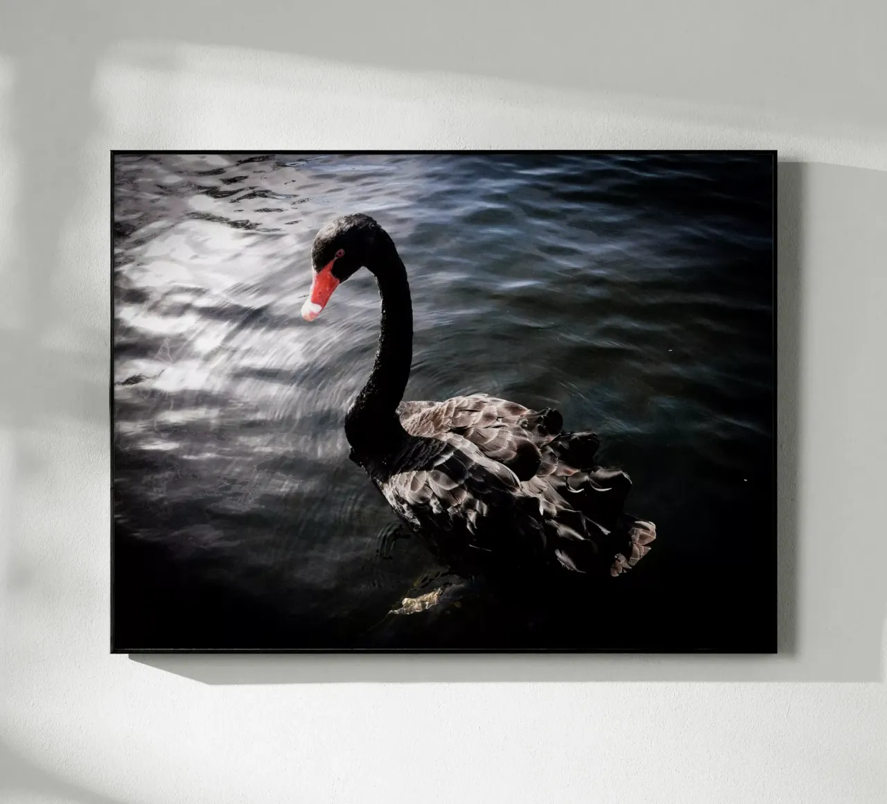 Schwarzer Schwan plexiglass da Janine Sommer Fotografie