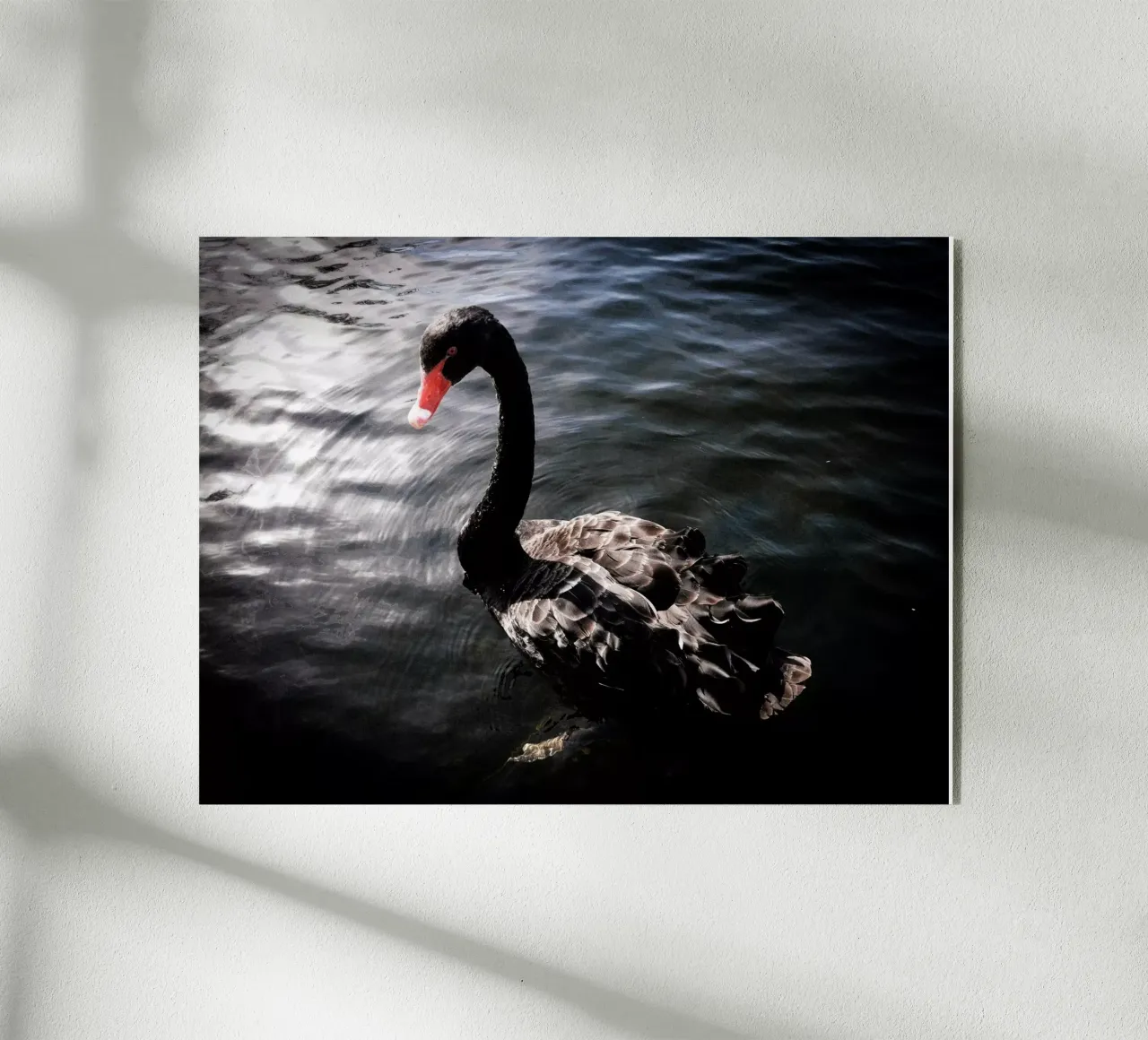 Schwarzer Schwan plexiglass da Janine Sommer Fotografie