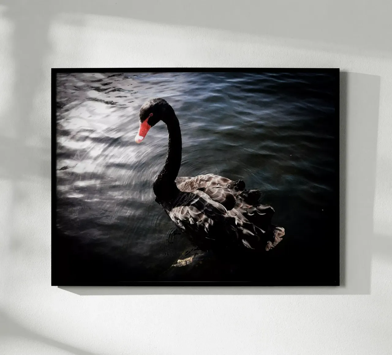 Schwarzer Schwan poster da Janine Sommer Fotografie