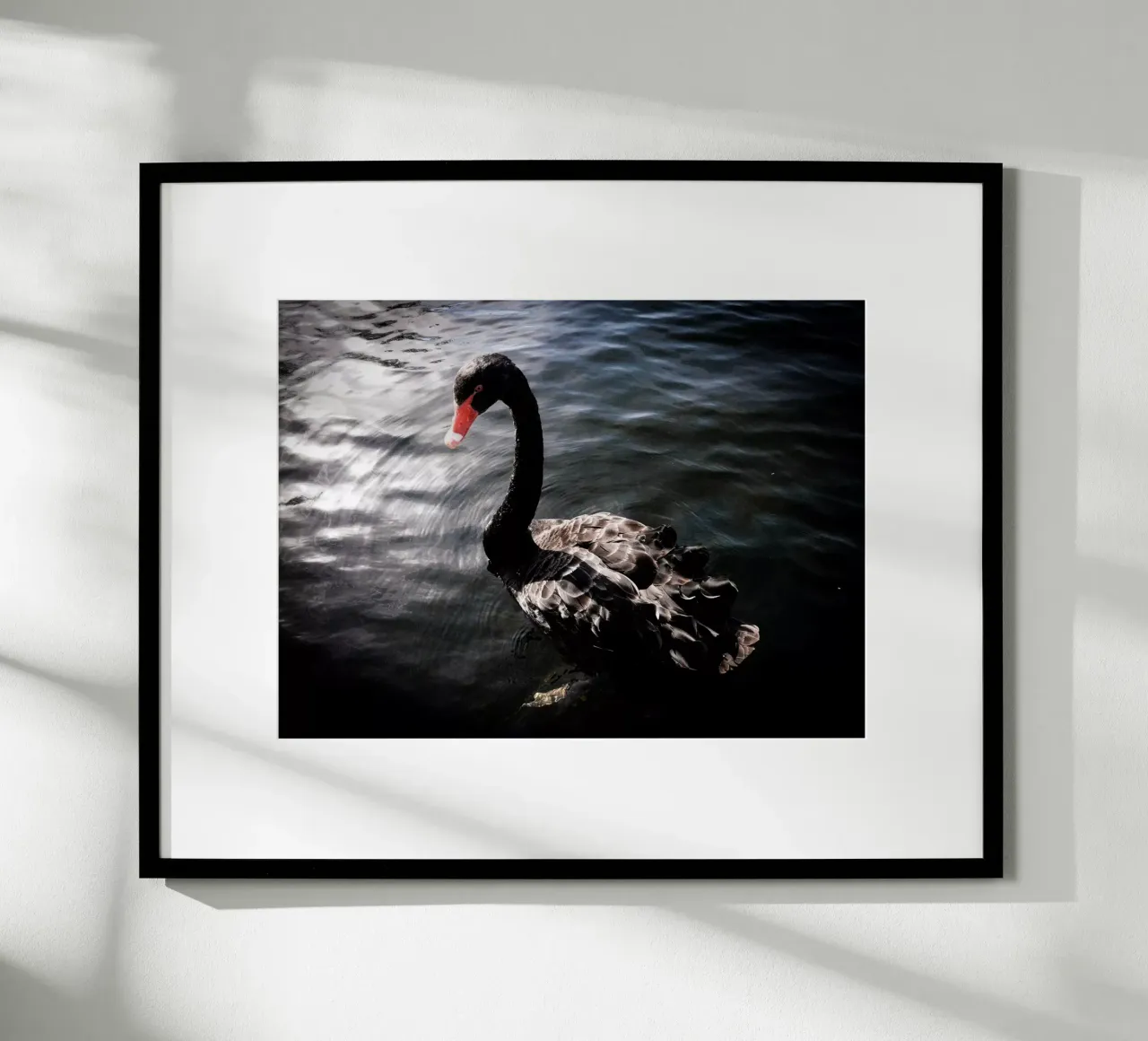 Schwarzer Schwan poster da Janine Sommer Fotografie