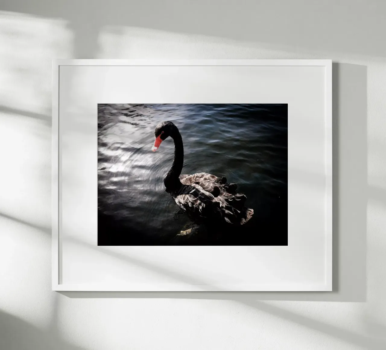 Schwarzer Schwan poster da Janine Sommer Fotografie