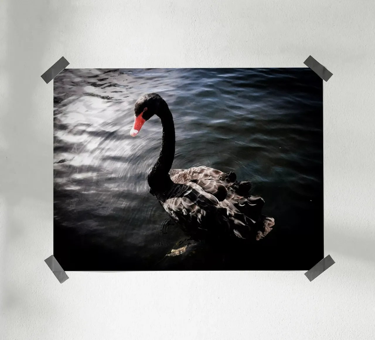 Schwarzer Schwan poster da Janine Sommer Fotografie