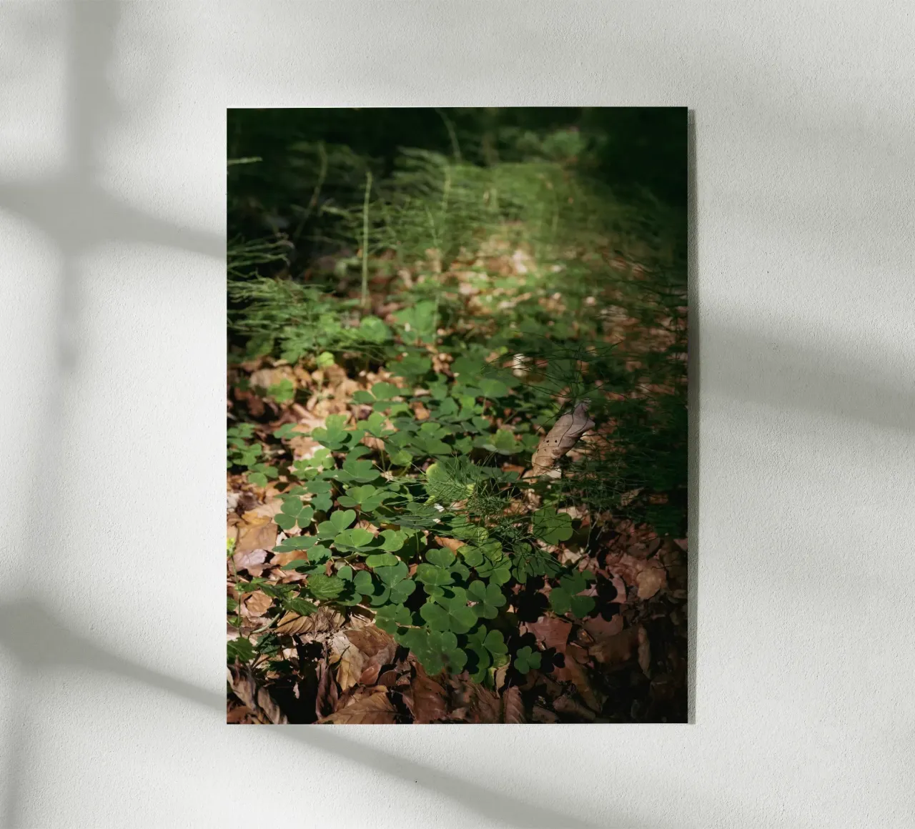 Fondo della foresta plexiglass da Janine Sommer Fotografie