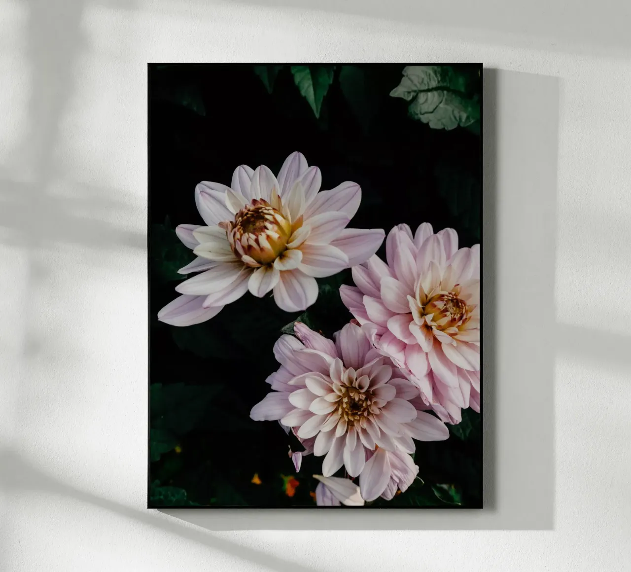 dalie rosa plexiglass da Janine Sommer Fotografie