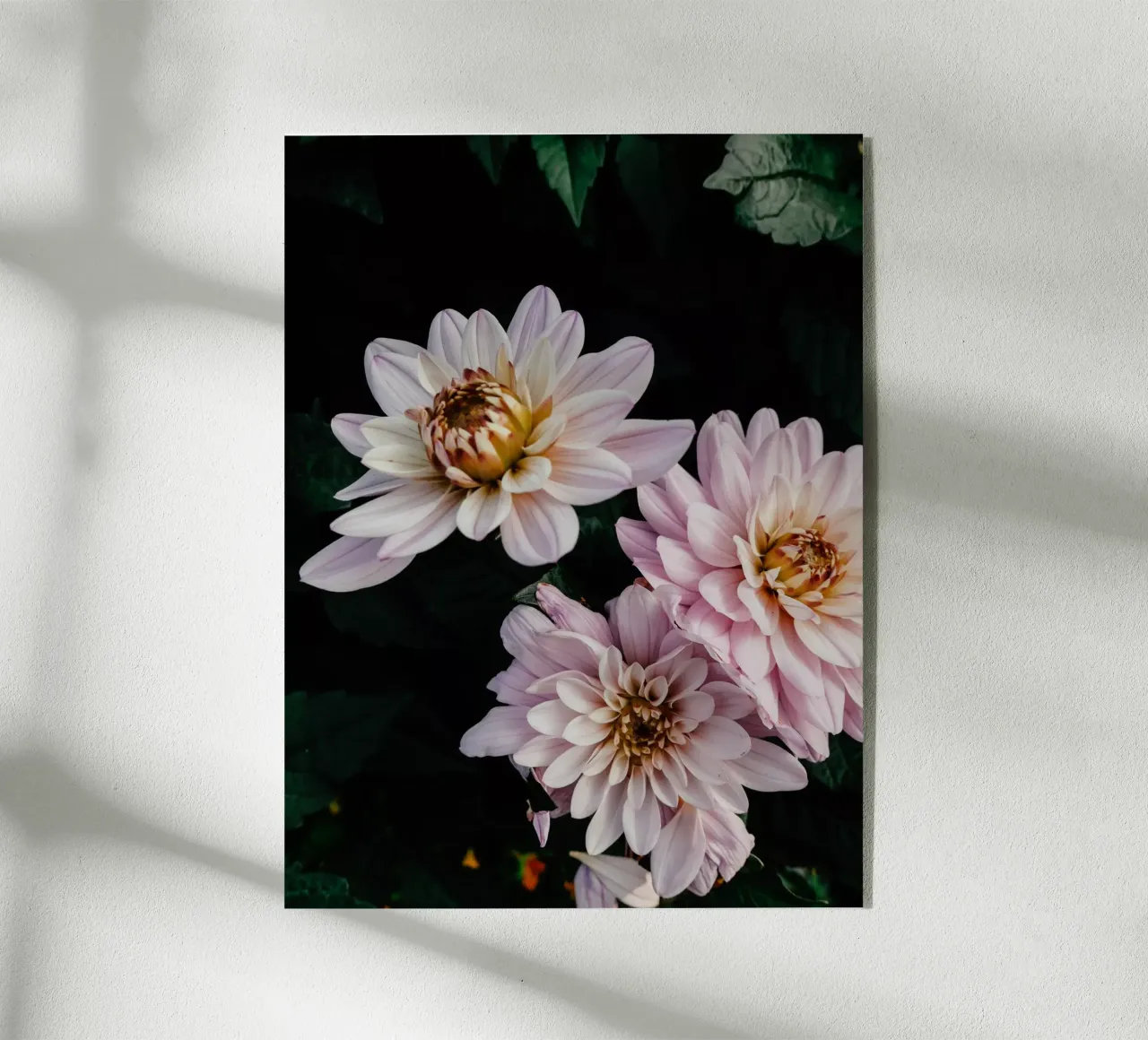 dalie rosa plexiglass da Janine Sommer Fotografie