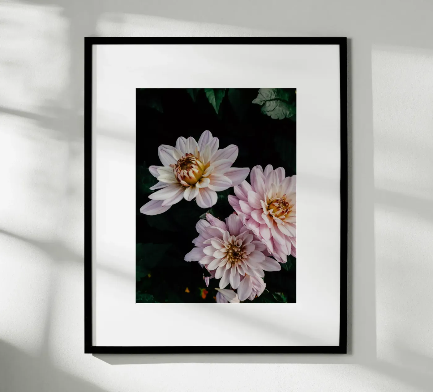 dalie rosa poster da Janine Sommer Fotografie