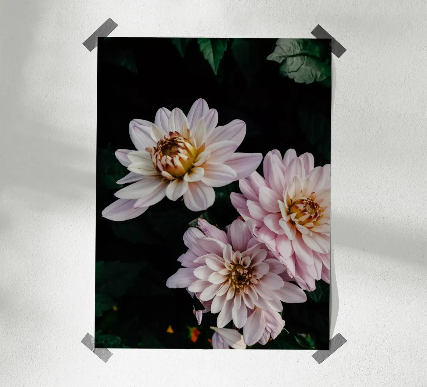 dalie rosa poster da Janine Sommer Fotografie