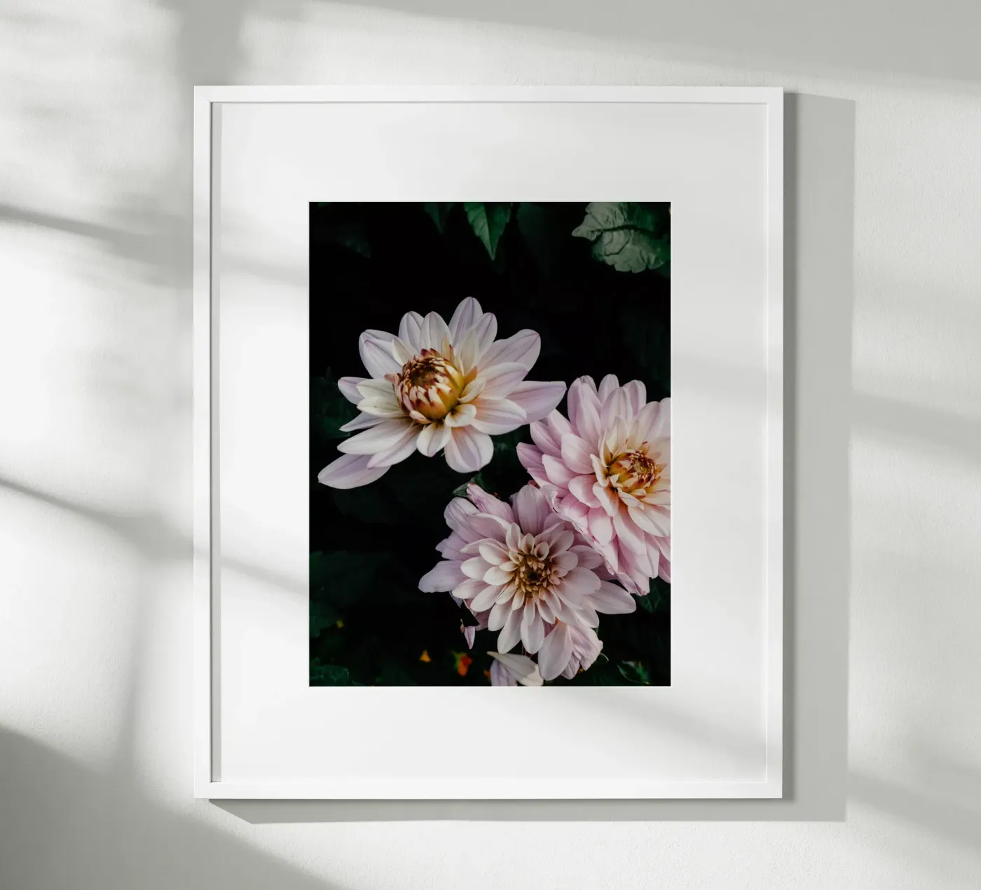 dalie rosa poster da Janine Sommer Fotografie