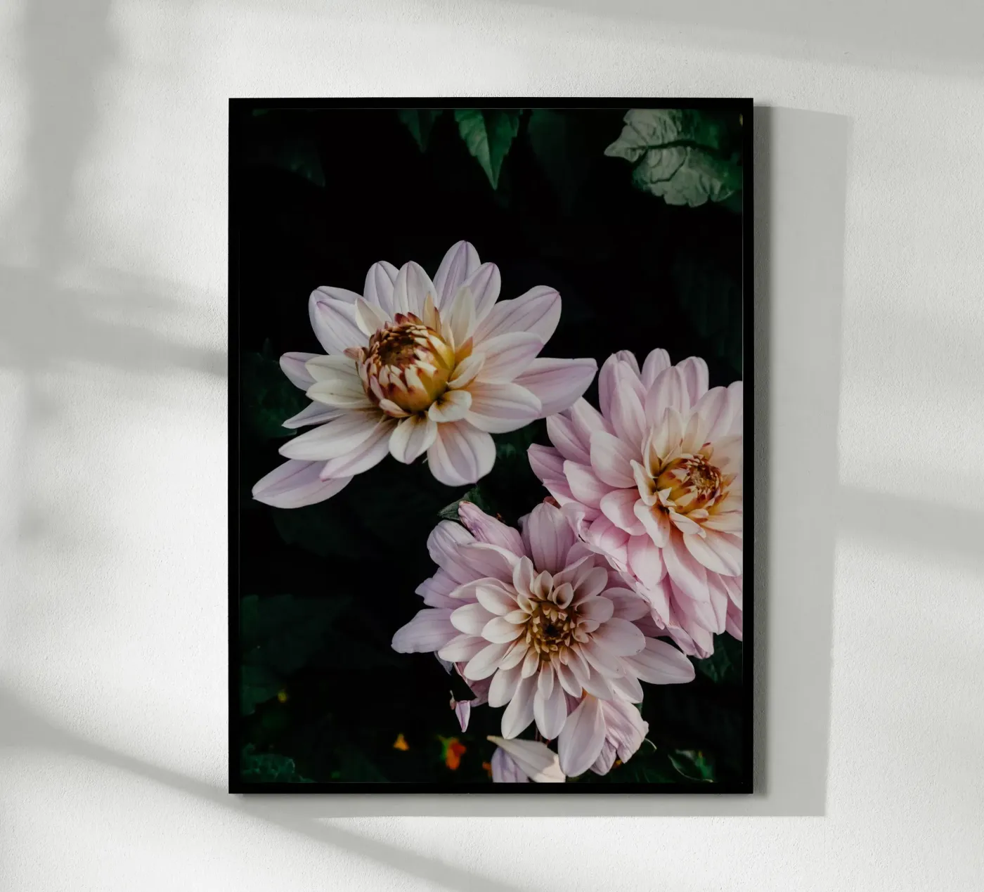 dalie rosa poster da Janine Sommer Fotografie