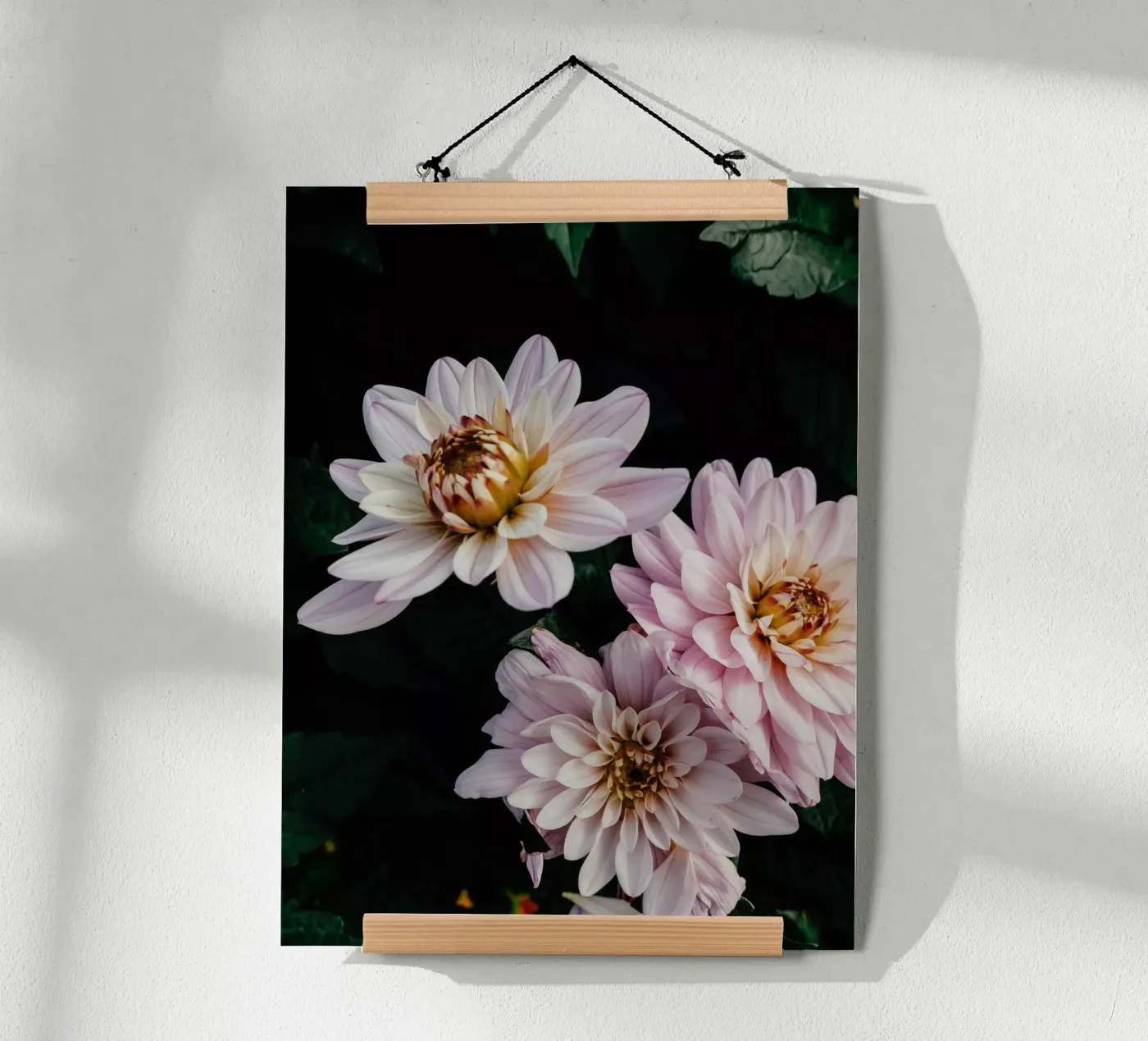 dalie rosa poster da Janine Sommer Fotografie