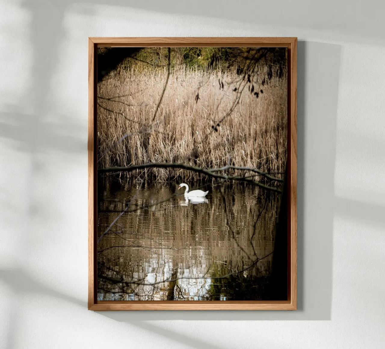 Cigno nel lago alluminio dibond da Janine Sommer Fotografie