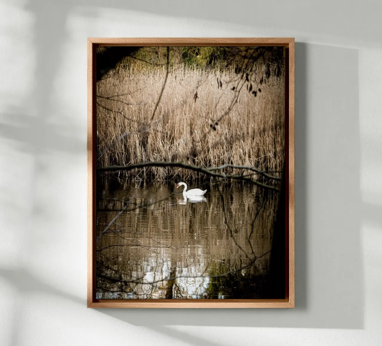 Swan in the lake canvas with Floater frame by Janine Sommer Fotografie