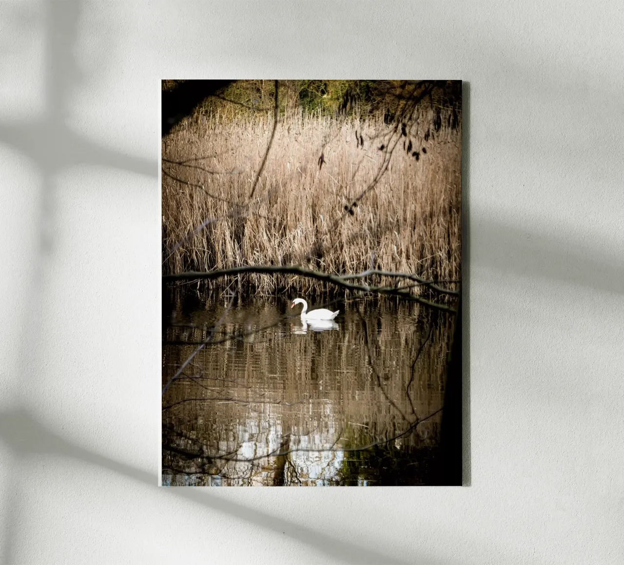 Swan in the lake canvas with Floater frame by Janine Sommer Fotografie